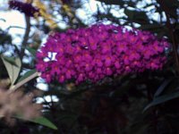 photos 2000-200902533